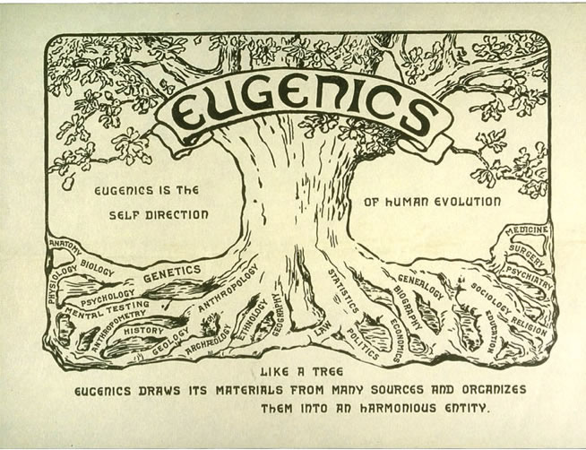 Eugenics Tree Drawing